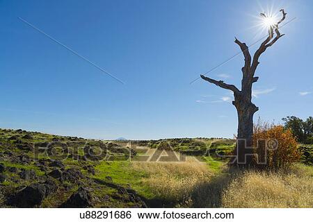 Dead tree next to field on sunny day View Large Photo Image Stock Photograph - Dead tree next to field on sunny day. Fotosearch