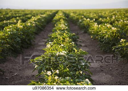 Picture - Field of potatoes. Fotosearch