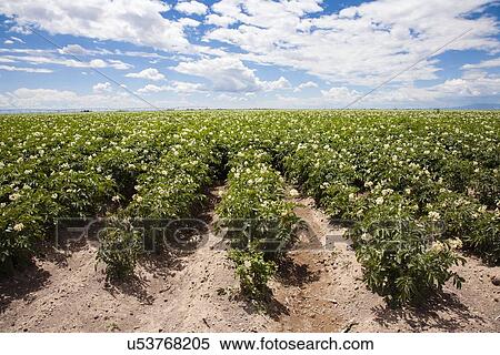 Stock Photography - Field of potatoes. Fotosearch