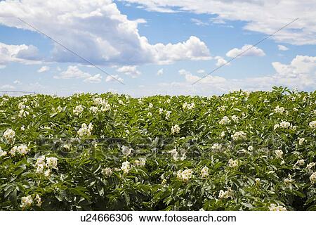 Stock Photograph - Flowering potato plants. Fotosearch