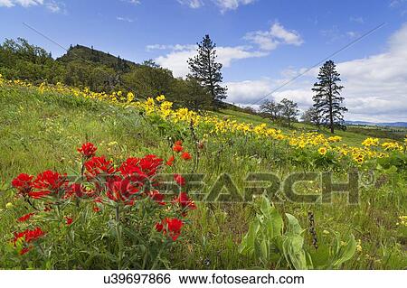 Flowers on meadow View Large Photo Image Stock Photograph - Flowers on meadow. Fotosearch