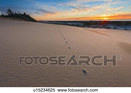 Footsteps on sand dune during sunset View Large Photo Image Stock Photography - Footsteps on sand dune during sunset. Fotosearch