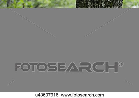 Group of tourists on trail View Large Photo Image Stock Photograph - Group of tourists on trail. Fotosearch