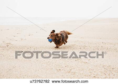 Stock Image - Happy dachshund running on beach with ball in mouth. Fotosearch