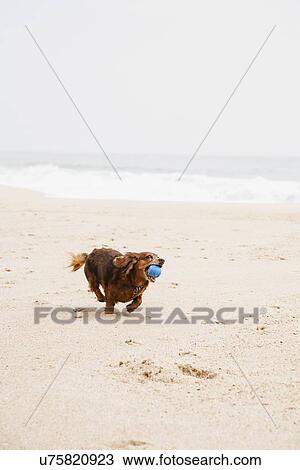 Happy dachshund running on beach with ball in mouth View Large Photo Image Stock Image - Happy dachshund running on beach with ball in mouth. Fotosearch