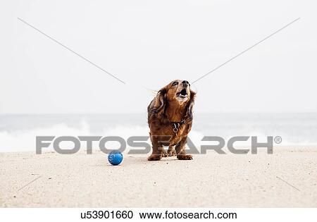 Happy dachshund standing on beach next to ball View Large Photo Image Stock Image - Happy dachshund standing on beach next to ball. Fotosearch