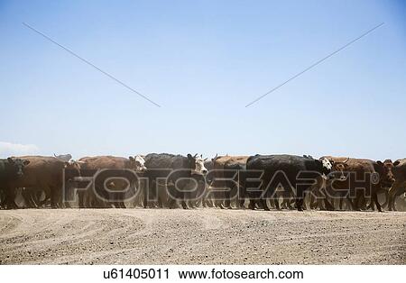 Herd of domestic cattle View Large Photo Image Stock Image - Herd of domestic cattle. Fotosearch