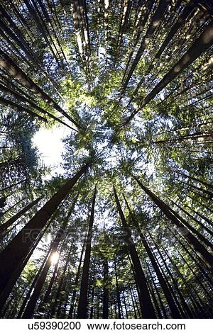 Low angle view of hemlock grove View Large Photo Image Stock Image - Low angle view of hemlock grove. Fotosearch