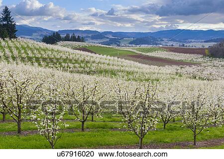 Stock Image - Orchard during springtime, Hood River. Fotosearch