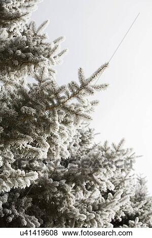 Stock Photo - Pine tree in winter against clear sky. Fotosearch