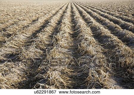 Stock Photo - Potato field awaiting harvesting. Fotosearch