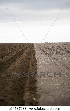 Potato field View Large Photo Image Stock Image - Potato field. Fotosearch