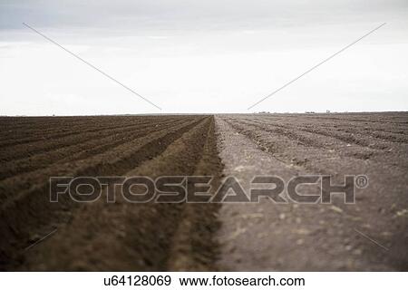 Stock Photo - Potato field. Fotosearch