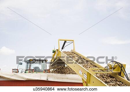 Potato harvest View Large Photo Image Picture - Potato harvest. Fotosearch