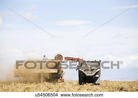 Potato harvest View Large Photo Image Picture - Potato harvest. Fotosearch