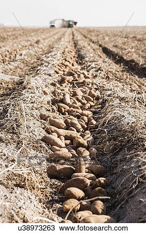 Potato harvest View Large Photo Image Stock Image - Potato harvest. Fotosearch