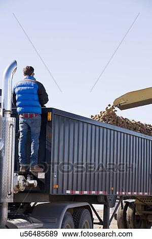 Potato harvest View Large Photo Image Stock Photo - Potato harvest . Fotosearch