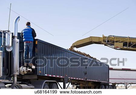 Stock Photo - Potato harvest . Fotosearch