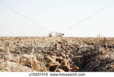 Potato harvest View Large Photo Image Stock Photograph - Potato harvest. Fotosearch