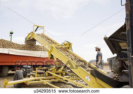 Potato harvest View Large Photo Image Stock Photography - Potato harvest . Fotosearch