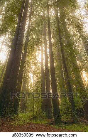 Stock Photography - Redwood illuminated by sun. Fotosearch