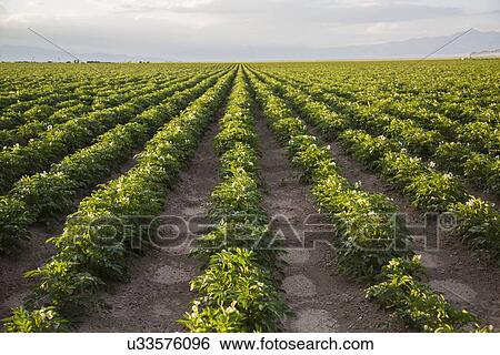 Rows of potato plants View Large Photo Image Stock Photograph - Rows of potato plants. Fotosearch