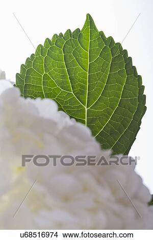 Picture - Studio shot of leaf. Fotosearch