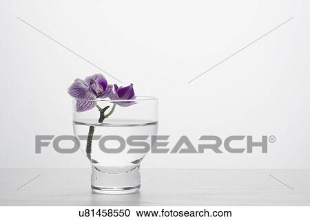 Studio shot of orchid View Large Photo Image Stock Image - Studio shot of orchid. Fotosearch