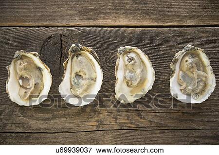 Studio shot of oysters View Large Photo Image Stock Photo - Studio shot of oysters. Fotosearch