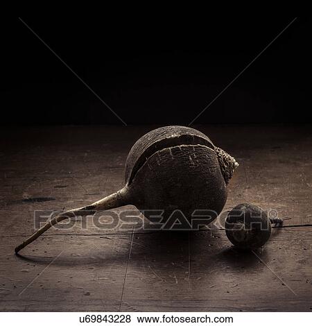 Stock Photo - Studio shot of turnip. Fotosearch