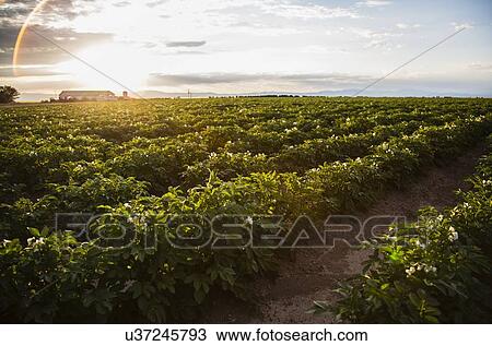 Stock Image - Sunset over potato field. Fotosearch