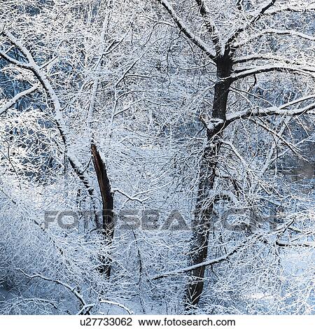 Stock Image - Tree covered with snow in Central Park. Fotosearch