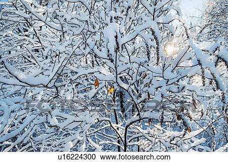 Tree covered with snow View Large Photo Image Stock Image - Tree covered with snow. Fotosearch