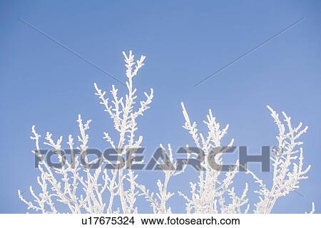 Picture - Tree in winter against clear sky. Fotosearch