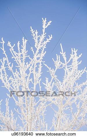 Tree in winter against clear sky View Large Photo Image Stock Image - Tree in winter against clear sky. Fotosearch