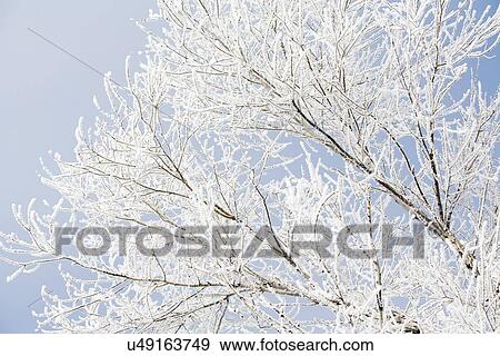 Stock Photo - Tree in winter against clear sky. Fotosearch