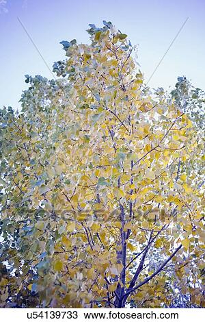 Stock Image - Trees in autumn colors. Fotosearch