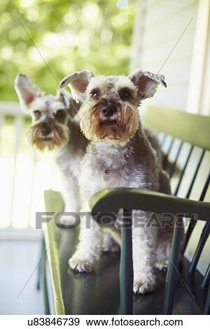 Two schnauzers sitting on bench View Large Photo Image Stock Photo - Two schnauzers sitting on bench. Fotosearch