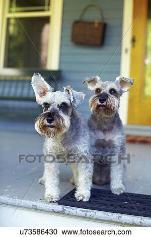 Stock Image - Two schnauzers sitting on porch. Fotosearch