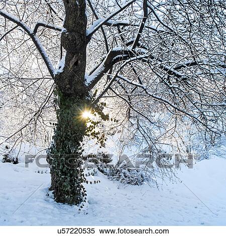 View of tree in Central Park in winter View Large Photo Image Stock Photography - View of tree in Central Park in winter. Fotosearch