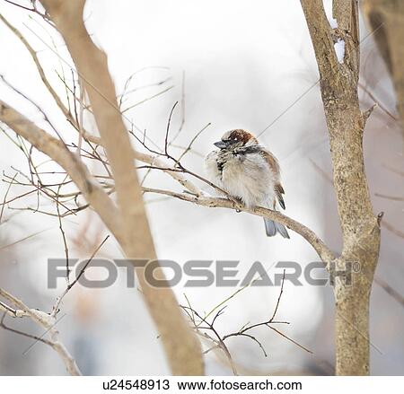 Stock Image - White-throated sparrow. Fotosearch