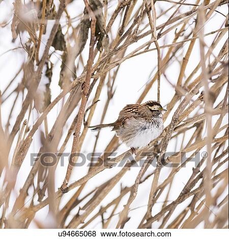 Stock Photo - White-throated sparrow. Fotosearch