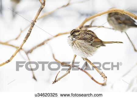 Stock Photography - White-throated sparrow. Fotosearch