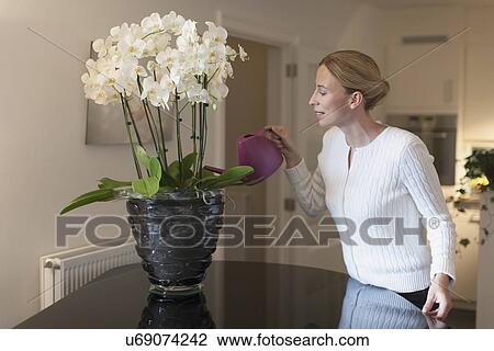 Woman watering orchid View Large Photo Image Stock Image - Woman watering orchid. Fotosearch