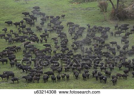 Stock Photo - Aerial view of a herd of buffalo, Okavango Delta, Chobe National Park, Botswana, Africa. Fotosearch