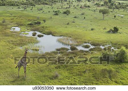 Aerial view of giraffe, Okavango Delta, Chobe National Park, Botswana, Africa View Large Photo Image Stock Image - Aerial view of giraffe, Okavango Delta, Chobe National Park, Botswana, Africa. Fotosearch