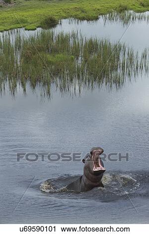 Stock Image - Aerial view of hippopotamus, Okavango Delta, Chobe National Park, Botswana, Africa. Fotosearch