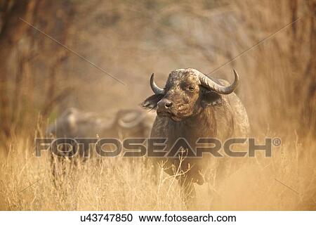 African buffalo - Syncerus caffer - Early morning light View Large Photo Image Stock Image - African buffalo - Syncerus caffer - Early morning light. Fotosearch