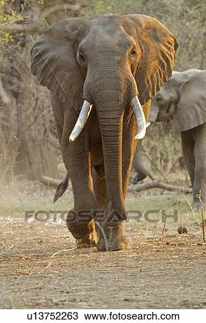 Stock Image - African elephant - Loxodonta africana - Bull walking at dawn. Fotosearch