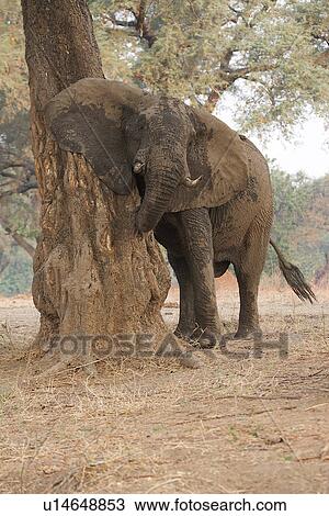 African elephant - Loxodonta africana - bull, after mud bath, Mana Pools National Park, Zimbabwe, Africa View Large Photo Image Stock Image - African elephant - Loxodonta africana - bull, after mud bath, Mana Pools National Park, Zimbabwe, Africa. Fotosearch